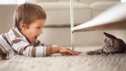 young boy reaching for a kitten under a table