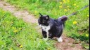 Black and white cat investigating outside