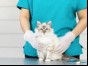 Cat on the vet's table