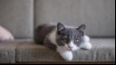 Cute British Shorthair Cat lying on the sofa