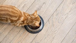 ginger kitten eating food from a bowl