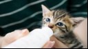 Kitten drinking from a bottle