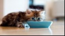 kitten eating from a blue bowl