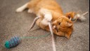 ginger cat playing with a feather wand