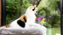 Kitten playing with bright coloured feather wand