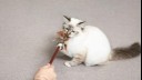 Kitten playing with a feather wand
