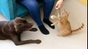 Cat playing withe feather toy with owner while dog watches