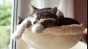 kitten fast asleep on a cat bed