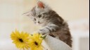grey kitten knocking over a vase of yellow flowers