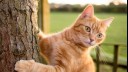 Ginger cat climbing a tree
