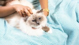 White cat being stroked by owner
