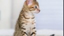 Small striped kitten sitting on floor.