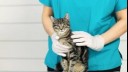 Dark furred striped cat on vet table.