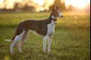 The 10 Best Dogs for Busy Families