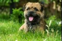 Border Terrier laying in grass