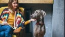 Weimaraner sitting next to woman