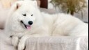 White fluffy dog with tongue sticking out