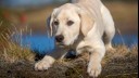 Can Dogs See Ghosts?