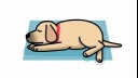 11 Dog Sleeping Positions: What Do They Mean? | Purina