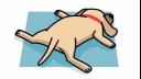 dog sleeping on stomach illustration