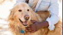 dog panting while being held by owner