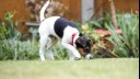 puppy sniffing grass