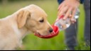 Dog drinking water from a bowl