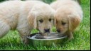 Two puppies drinking water from a bowl