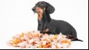 What are the benefits of snuffle mats for dogs? 