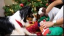 7 Truly Special Christmas Presents for Dogs