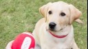 owner holding ball in front of labrador puppy