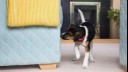 Puppy looking around the corner of a sofa