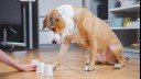 dog playing cup game