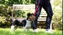 dog wearing a muzzle in park