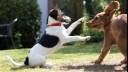 puppies playing together in a garden