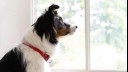 Dog with red collar looking out the window