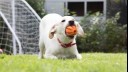 puppy playing with an orange ball