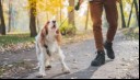 Dog barking on a walk