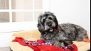 Happy grey dog laying in a comfy bed with a blanket and a toy.