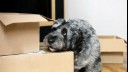 Grey dog looking concerned with his head leaning on some packing boxes.