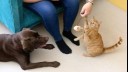 Cat playing with a wand toy while dog watches.