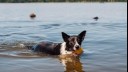 Dog swimming in lake with ball