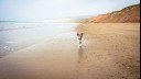 Jack russell running along a beach with cliffs