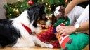 dog getting christmas presents