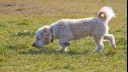 small dog sniffing the grass