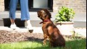 Puppy sitting in garden