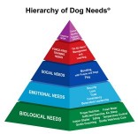 hierarchy of dog needs