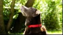 chocolate labrador with red collar