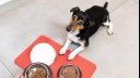 Small dog with wet and dry food bowls