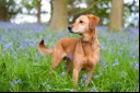 Dog in bluebells field